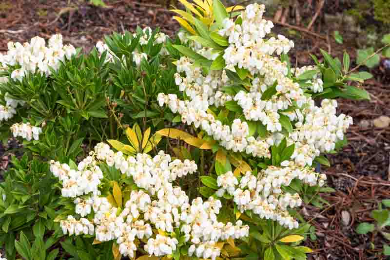 Pieris japonica 'Prelude', Japanese Andromeda 'Prelude', 'Prelude', Japanese Pieris, evergreen shrub