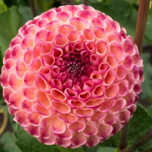 Dahlia Burlesca,Burlesca Dahlia, Ball Dahlias, Salmon Dahlias, Dahlia Tubers, Dahlia Bulbs, Dahlia Flower, Dahlia Flowers, summer bulbs, Pink Dahlias