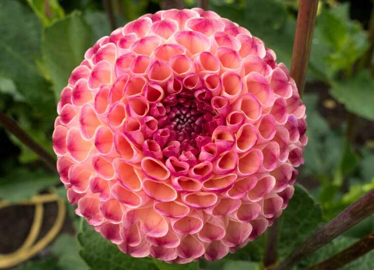 Dahlia Burlesca,Burlesca Dahlia, Ball Dahlias, Salmon Dahlias, Dahlia Tubers, Dahlia Bulbs, Dahlia Flower, Dahlia Flowers, summer bulbs, Pink Dahlias