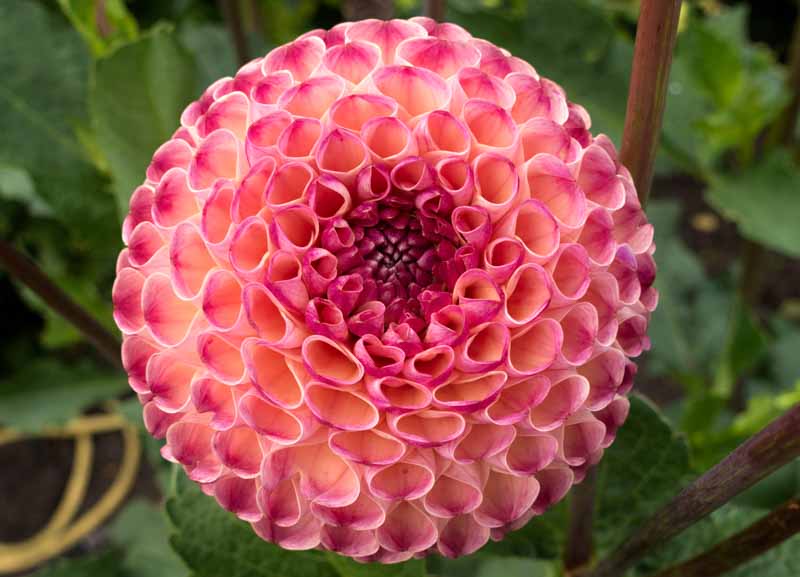 テラミースプラッシュパルス 2700 Dahlia 'Burlesca'