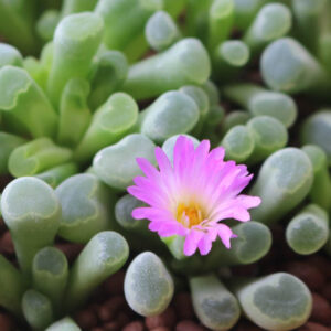 Frithia pulchra, Fairy Elephant's Feet, Baby Toes, Window Plant, Purple Baby-toes