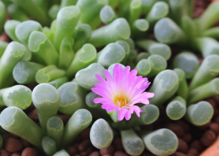Frithia pulchra, Fairy Elephant's Feet, Baby Toes, Window Plant, Purple Baby-toes