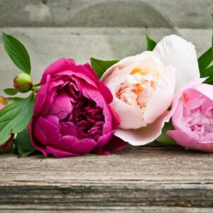 Peony, Peonies, Peony Flower, Peony Flowers, Peonies Flowers