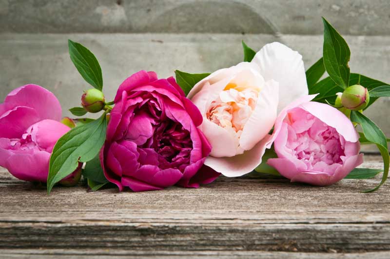 Peony, Peonies, Peony Flower, Peony Flowers, Peonies Flowers