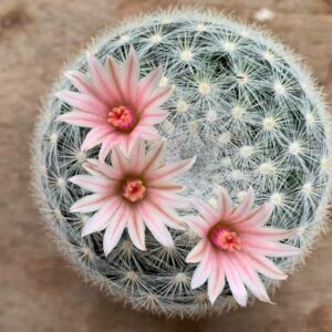 Mammillaria candida, Snowball Pincushion Cactus