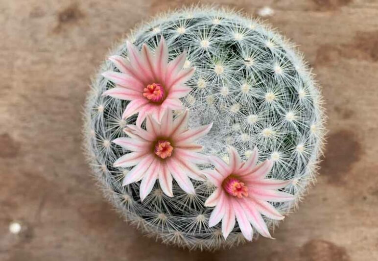 Mammillaria candida, Snowball Pincushion Cactus