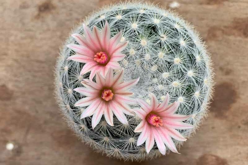 Mammillaria candida, Snowball Pincushion Cactus