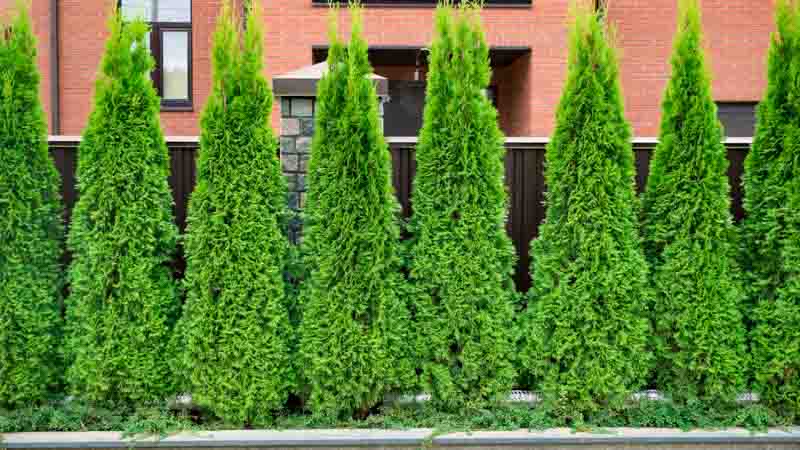 Thuja Occidentalis Brabant, Brabant Arborvitae, White Cedar Brabant, Northern White Brabant, Swamp Cedar Brabant