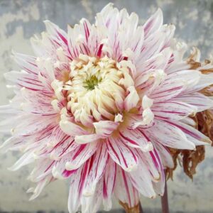 Dahlia Avignon, Avignon Dahlia, Decorative Dahlias, Dinner Plate Dahlias, Dinnerplate Dahlias, Giant Dahlias, Cream Dahlia Flowers, Dahlia Tubers, Dahlia Bulbs, Dahlia Flower, Dahlia Flowers, summer bulbs