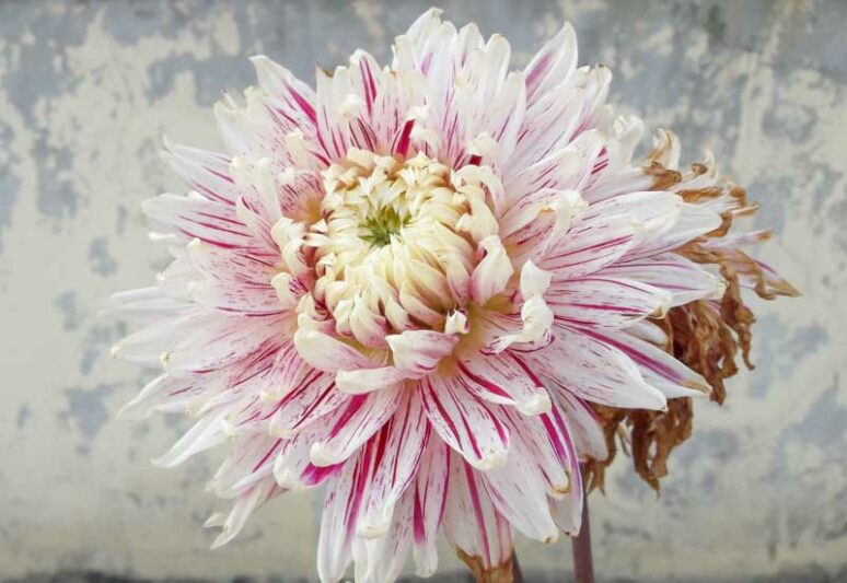 Dahlia Avignon, Avignon Dahlia, Decorative Dahlias, Dinner Plate Dahlias, Dinnerplate Dahlias, Giant Dahlias, Cream Dahlia Flowers, Dahlia Tubers, Dahlia Bulbs, Dahlia Flower, Dahlia Flowers, summer bulbs