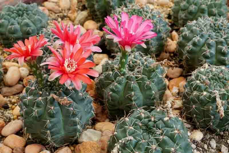 Gymnocalycium baldianum, Chin Cactus, Dwarf Chin Cactus, Spider Cactus