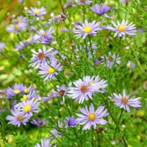 Symphyotrichum laeve Bluebird, Smooth Blue Aster, Aster laevis Bluebird, Fall perennials, Fall Flowers, Lavender Asters, Blue Asters