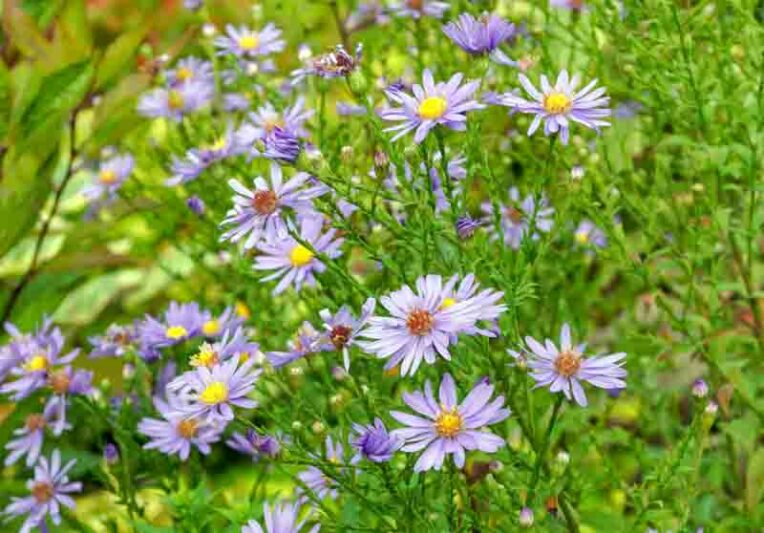 Symphyotrichum laeve Bluebird, Smooth Blue Aster, Aster laevis Bluebird, Fall perennials, Fall Flowers, Lavender Asters, Blue Asters