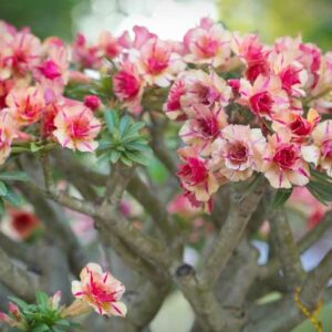 Desert Rose, Adenium obesum, Desert Azalea,