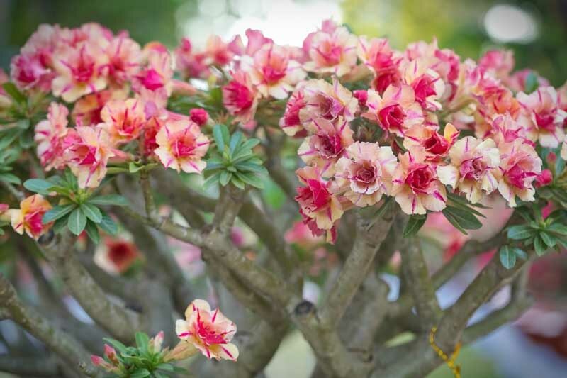 Desert Rose, Adenium obesum, Desert Azalea,
