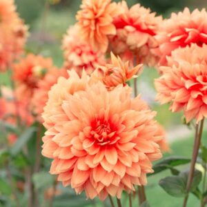 Dahlia, Dahlias, Summer Flowers