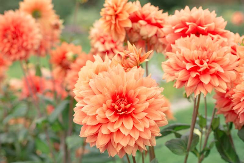 Dahlia, Dahlias, Summer Flowers