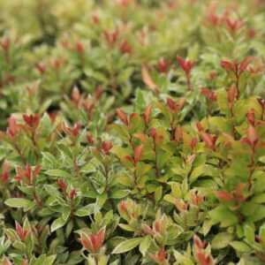 Pieris japonica 'Little Heath', Japanese Andromeda 'Little Heath', Japanese Pieris 'Little Heath', evergreen shrub