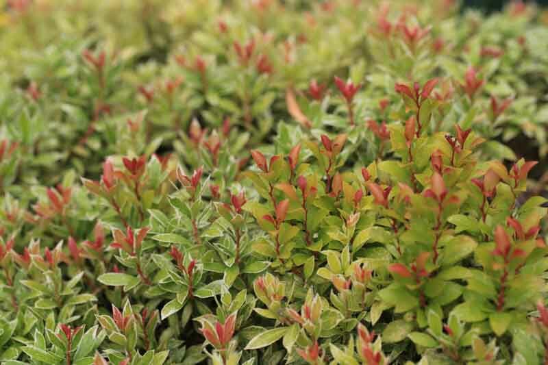 Pieris japonica 'Little Heath', Japanese Andromeda 'Little Heath', Japanese Pieris 'Little Heath', evergreen shrub