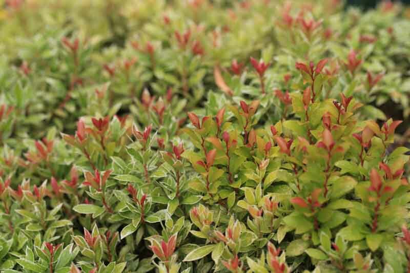 Pieris Japonica Little Heath () Pieris Japonica Little Heath