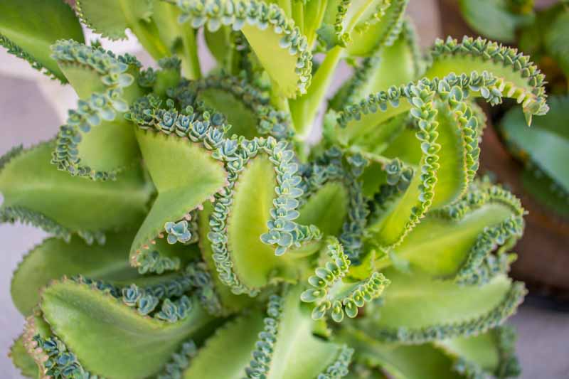Kalanchoe daigremontiana, Alligator Plant, Devil's Backbone, Mexican Hat Plant, Mother of Thousands