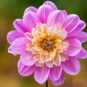 Dahlia Take Off, Take Off Dahlia, Anemone Dahlias, Dahlias, Bicolor Dahlias, Dahlia Tubers, Dahlia Bulbs, Dahlia Flower, Dahlia Flowers, summer bulbs, Pink Dahlias