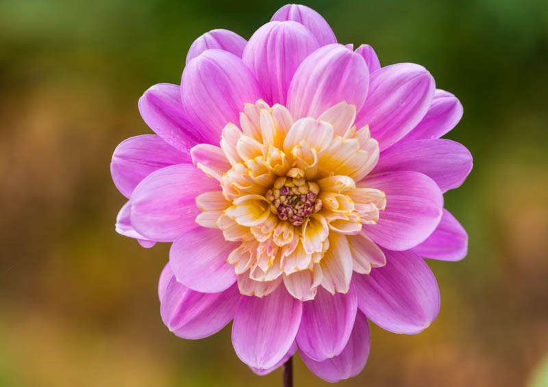 Dahlia 'Take Off'