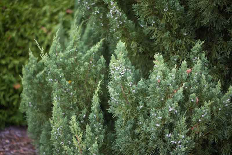 Blue Point Juniper, Juniperus chinensis Blue Point, Chinese Juniper Blue Point, Evergreen Shrub, Evergreen Tree