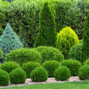 Arborvitae, American Arborvitae, Northern White Cedar, Western Red Cedar, Thuja