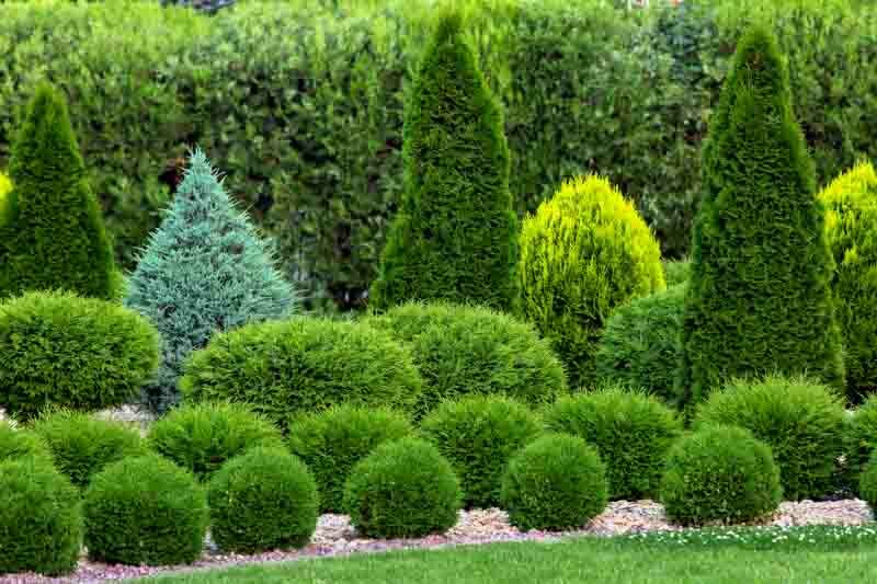 Arborvitae, American Arborvitae, Northern White Cedar, Western Red Cedar, Thuja