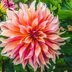 Dinnerplate Dahlia, Dahlia Labyrinth