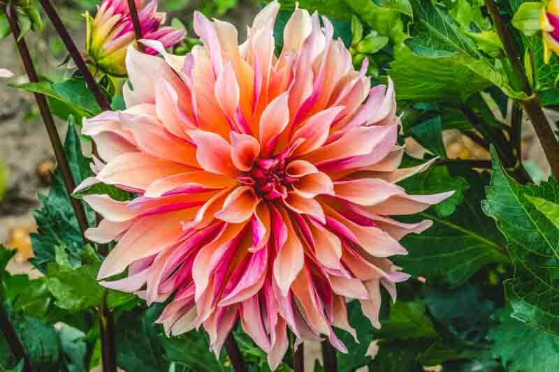 Dinnerplate Dahlia, Dahlia Labyrinth