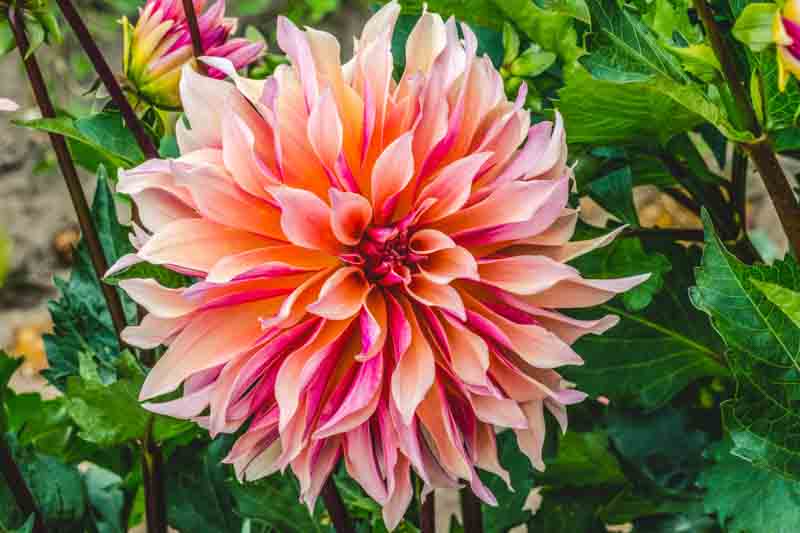 Dahlia 'Labyrinth'