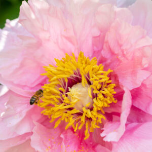 Peony, Honeybee, Peony Flower, Peony Flowers