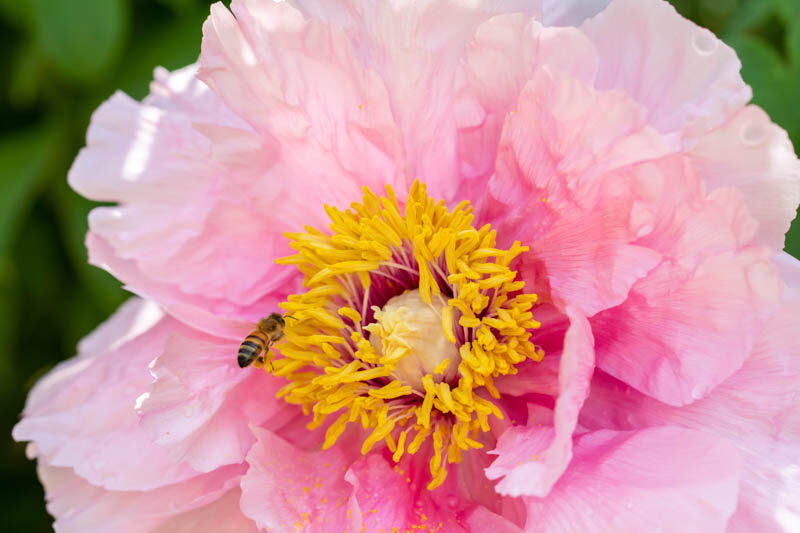 Peony, Honeybee, Peony Flower, Peony Flowers