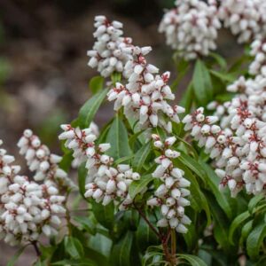 Pieris japonica 'Bonfire', Japanese Andromeda 'Bonfire', 'Bonfire', Japanese Pieris, evergreen shrub