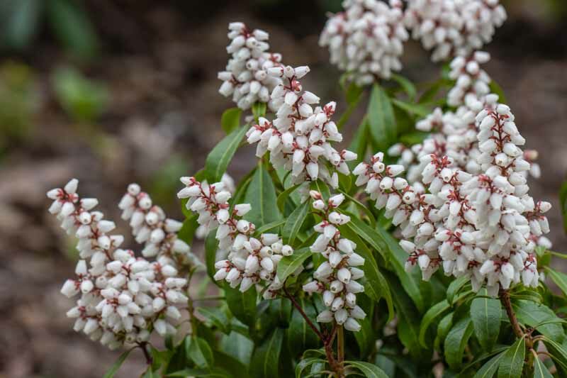 Pieris japonica 'Bonfire', Japanese Andromeda 'Bonfire', 'Bonfire', Japanese Pieris, evergreen shrub