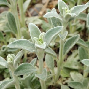 Stachys Byzantina 'Silky Fleece', Lamb's Ears 'Silky Fleece', Donkey's Ears 'Silky Fleece', silver foliage perennial