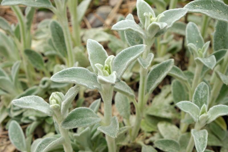 Stachys Byzantina 'Silky Fleece', Lamb's Ears 'Silky Fleece', Donkey's Ears 'Silky Fleece', silver foliage perennial