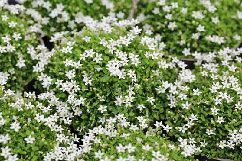 Blue Star Creeper, Isotoma fluviatilis, Laurentia, Swamp Isotome, Laurentia fluviatilisLobelia fluviatilis, Rapuntium fluviatilis