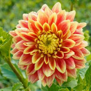 Dahlia Dazzling Magic, Dazzling Magic Dahlia, Decorative Dahlias, Dinner Plate Dahlias, Dinnerplate Dahlias, Giant Dahlias, Yellow Dahlia Flowers, Dahlia Tubers, Dahlia Bulbs, Dahlia Flower, Dahlia Flowers, summer bulbs