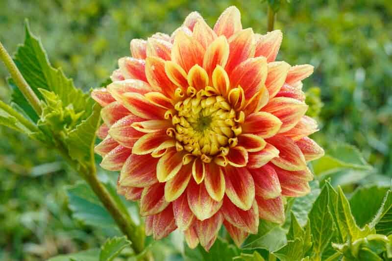 Dahlia Dazzling Magic, Dazzling Magic Dahlia, Decorative Dahlias, Dinner Plate Dahlias, Dinnerplate Dahlias, Giant Dahlias, Yellow Dahlia Flowers, Dahlia Tubers, Dahlia Bulbs, Dahlia Flower, Dahlia Flowers, summer bulbs