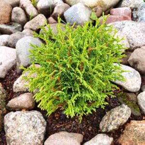 Thuja Occidentalis 'Tiny Tim', Tiny Tim Arborvitae, White Cedar 'Tiny Tim', Northern White Cedar 'Tiny Tim', Swamp Cedar 'Tiny Tim'