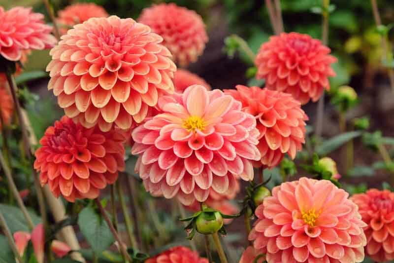 Ball Dahlia. Dahlia 'Zundert Mystery Fox', Zundert Mystery Fox