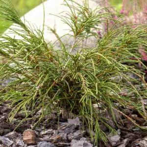 Thuja plicata Whipcord, Western Red Cedar Whipcord, Western Arborvitae Whipcord