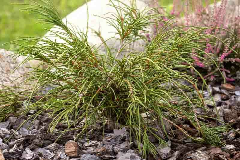 Thuja plicata Whipcord, Western Red Cedar Whipcord, Western Arborvitae Whipcord