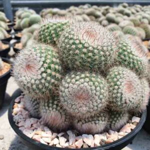Silver Ball Cactus, Parodia scopa, Cactus scopa, Cereus scopa, Echinocactus scopa, Echinopsis scopa, Malacocarpus scopa, Notocactus scopa, Peronocactus scopa