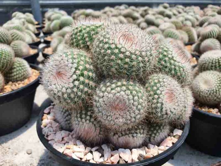 Silver Ball Cactus, Parodia scopa, Cactus scopa, Cereus scopa, Echinocactus scopa, Echinopsis scopa, Malacocarpus scopa, Notocactus scopa, Peronocactus scopa