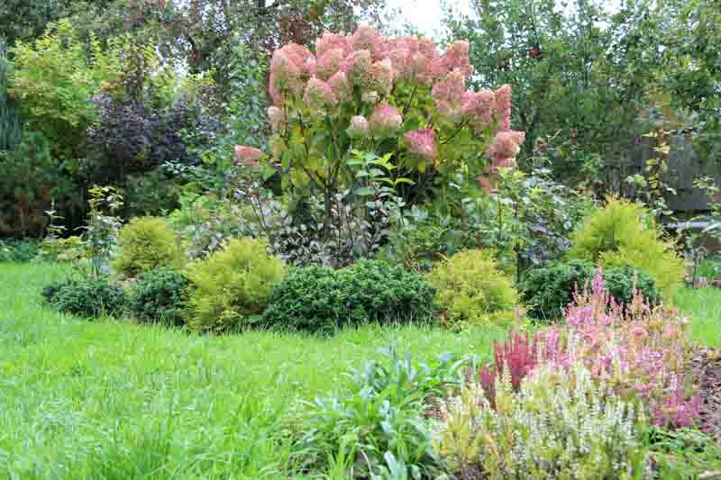 Arborvitae, Hydrangea, Fall landscape, Hydrangea paniculata Grandiflora, Thuja occidentalis Rheingold