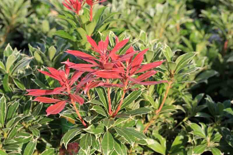 Pieris japonica 'Carnaval', Japanese Andromeda 'Carnaval', Japanese Pieris Carnaval, evergreen shrub